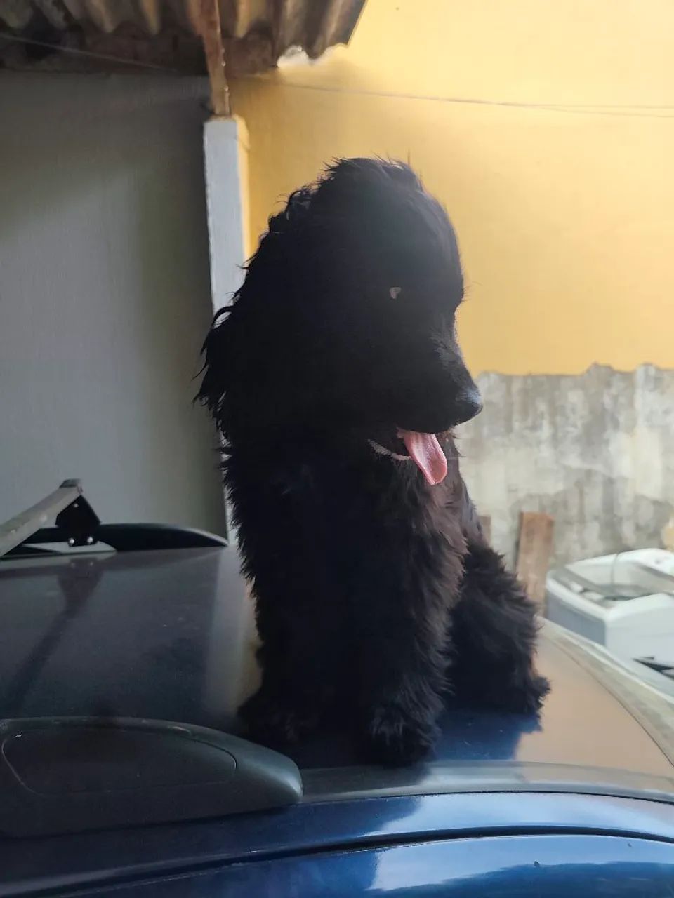 cocker spaniel Inglês 5 meses vacinas ok - Foto 2