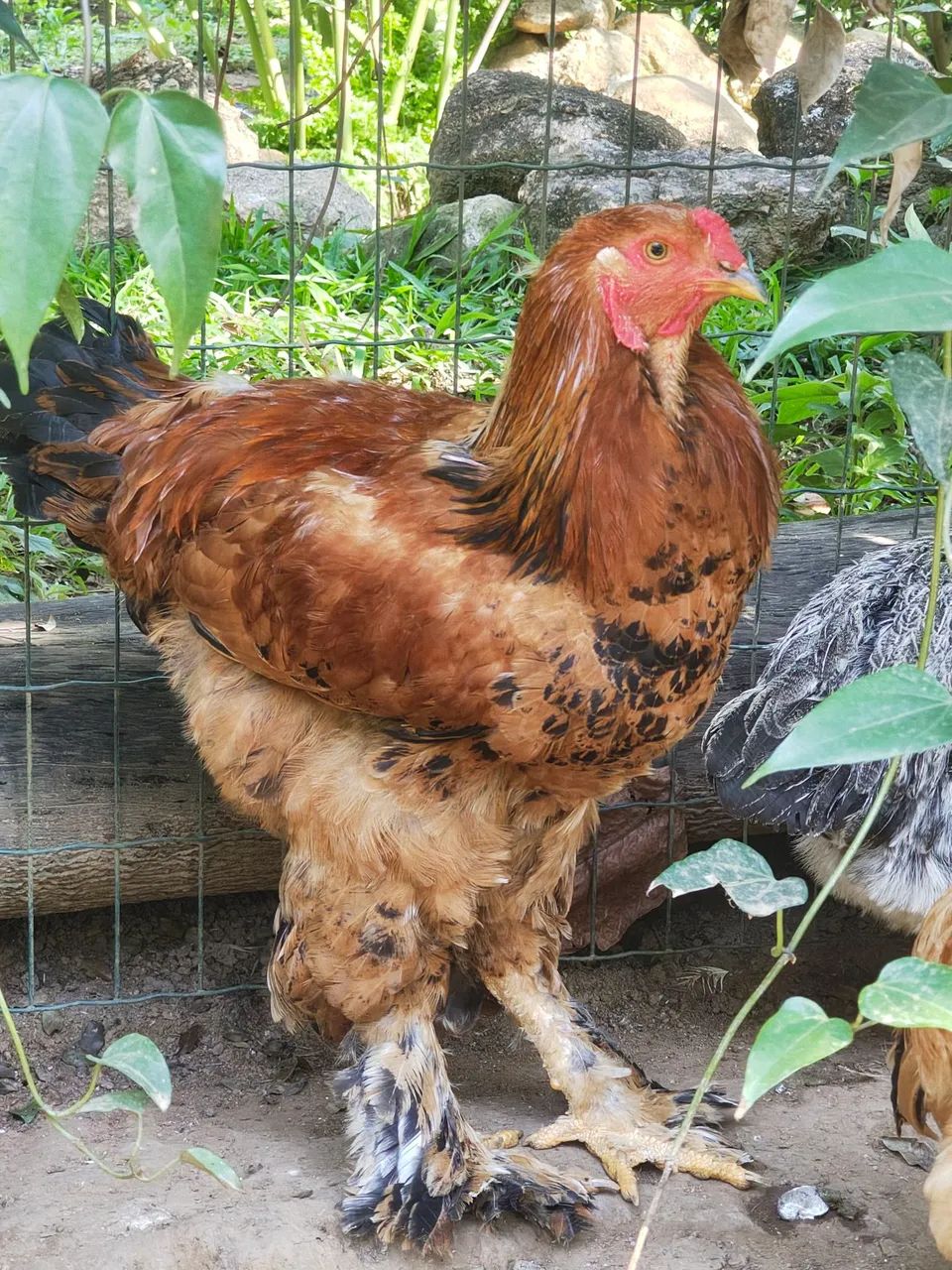Galos brahma - Foto 4