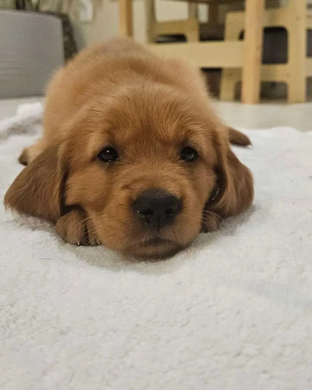 Golden 