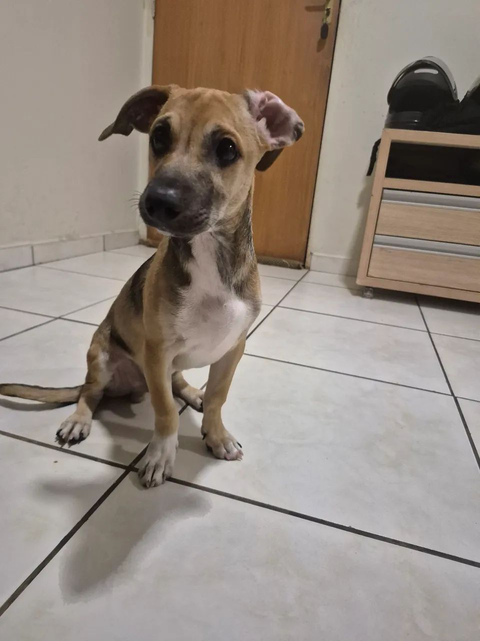 Cachorro para adoção