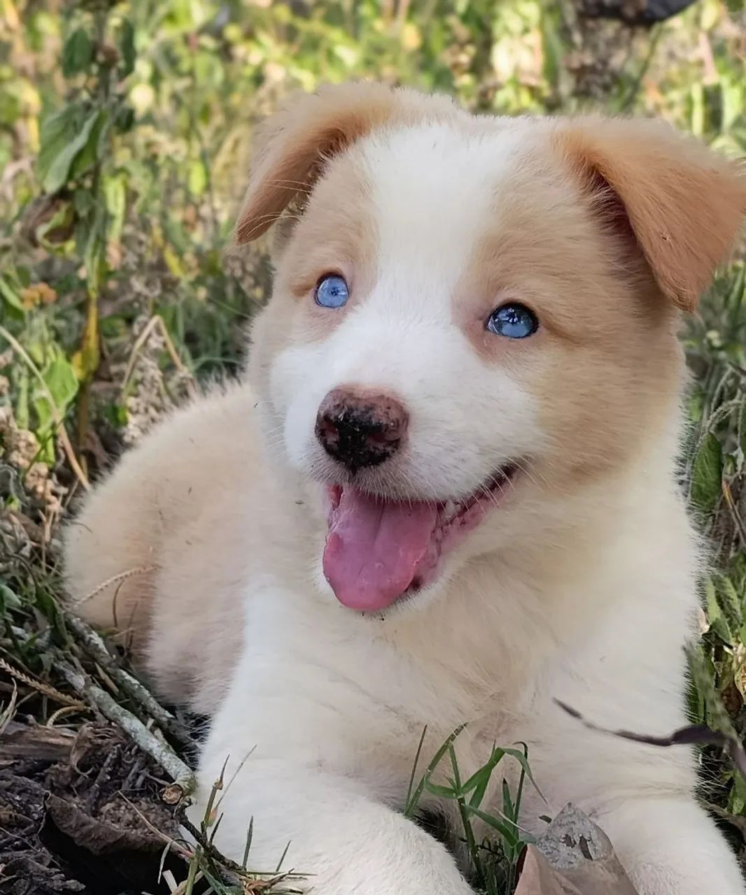 Border Collie  - Foto 5