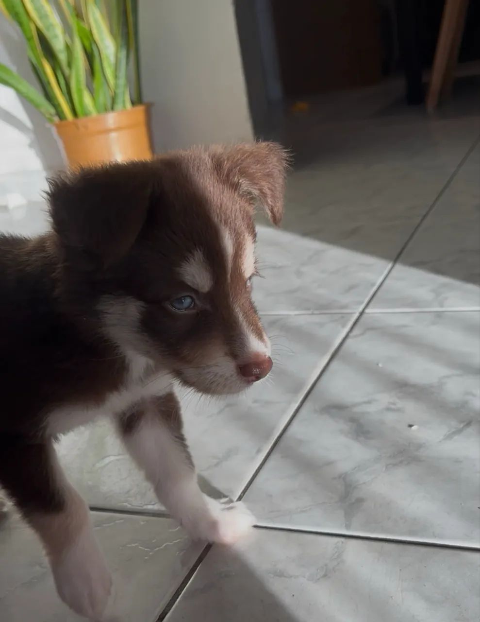 Husky siberiano de 45 dias fêmea  - Foto 2