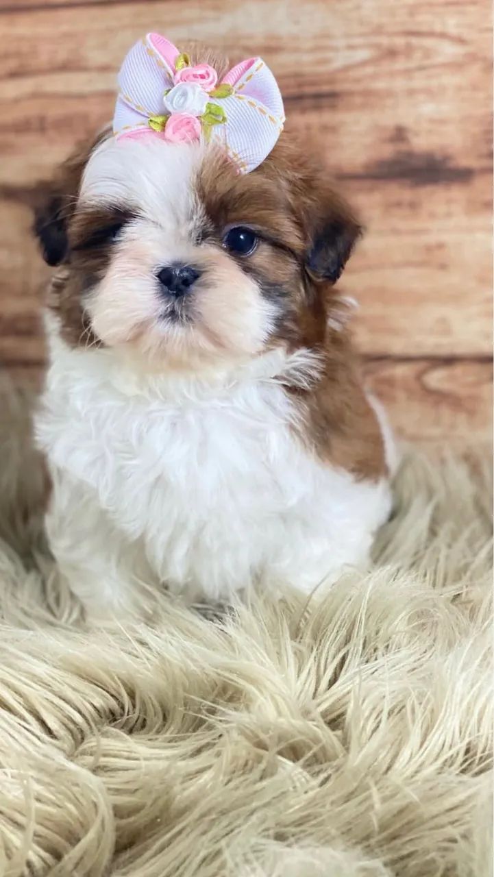 Shihtzu miniaturas  - Foto 2