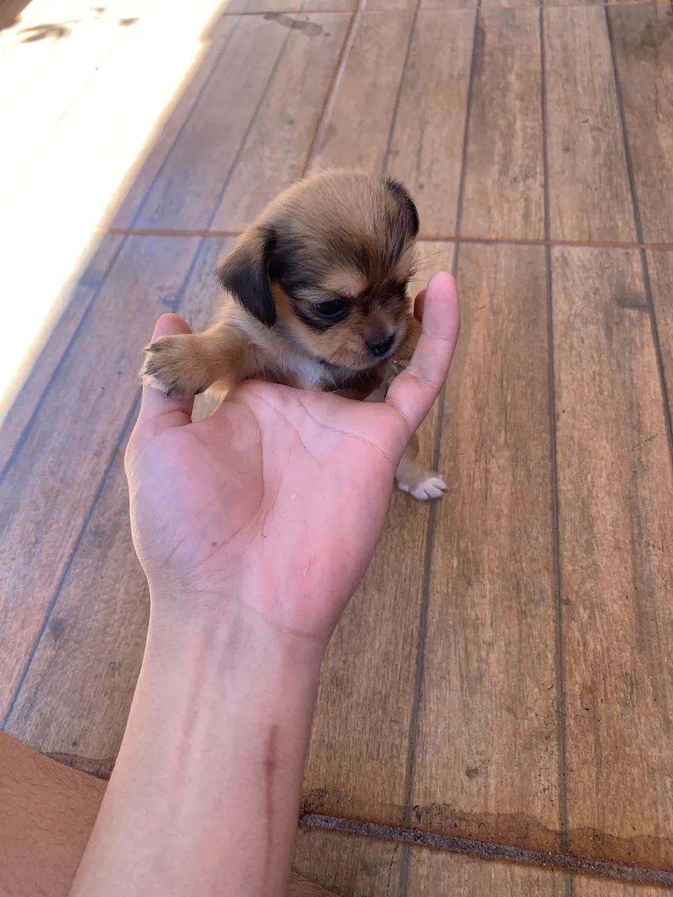 Shih Tzu - Foto 2