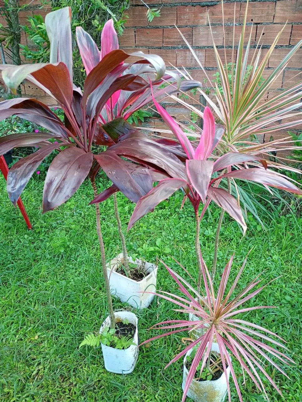 Plantas - Foto 2