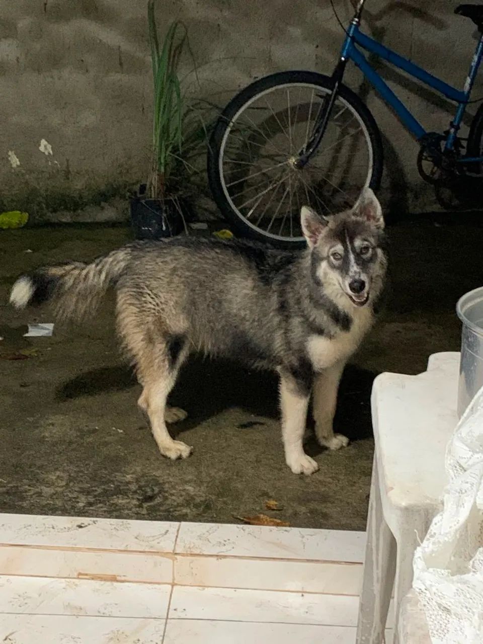 Husky siberiano