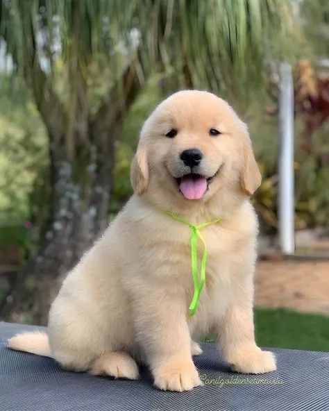 Filhotes De Golden Retriever - Alegria Que Ilumina Tudo 