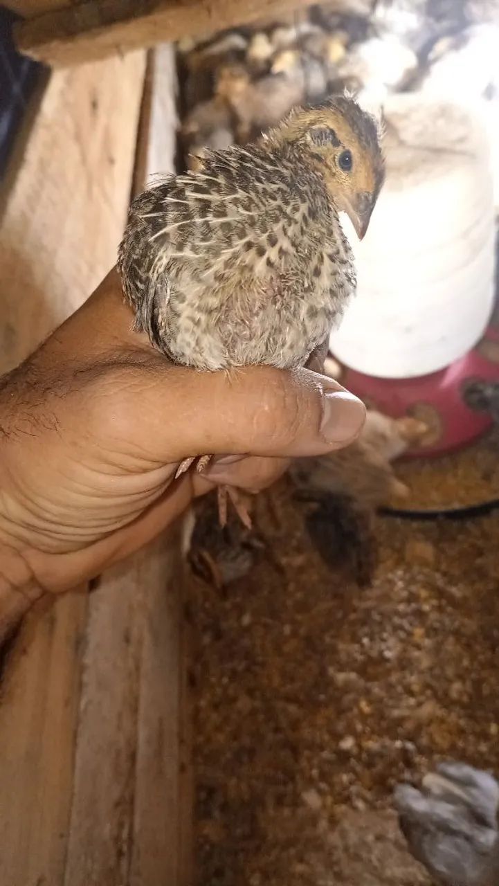 Codorna gigante 