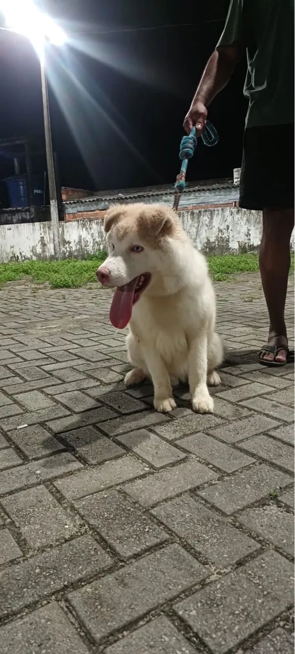 Vendo husky - Foto 3