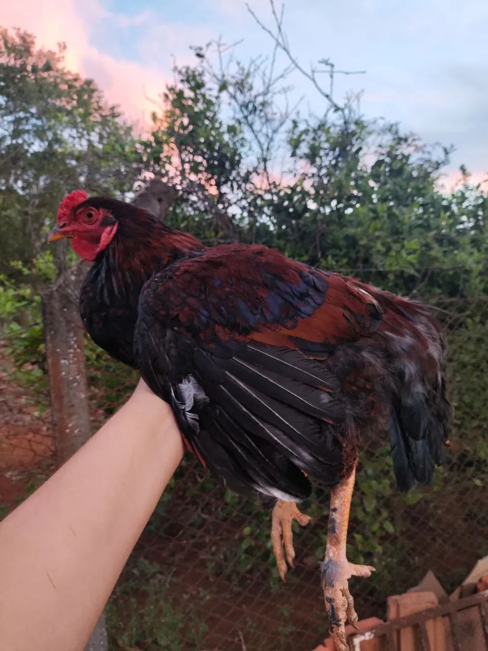 Frangos e galo - Foto 3