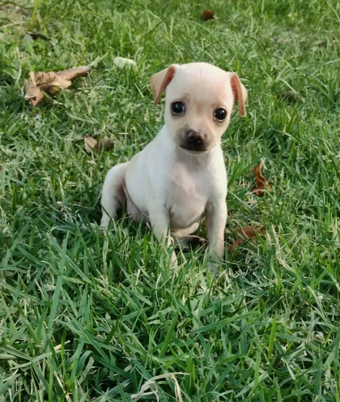FEMEAS Pinscher 1 - Foto 4