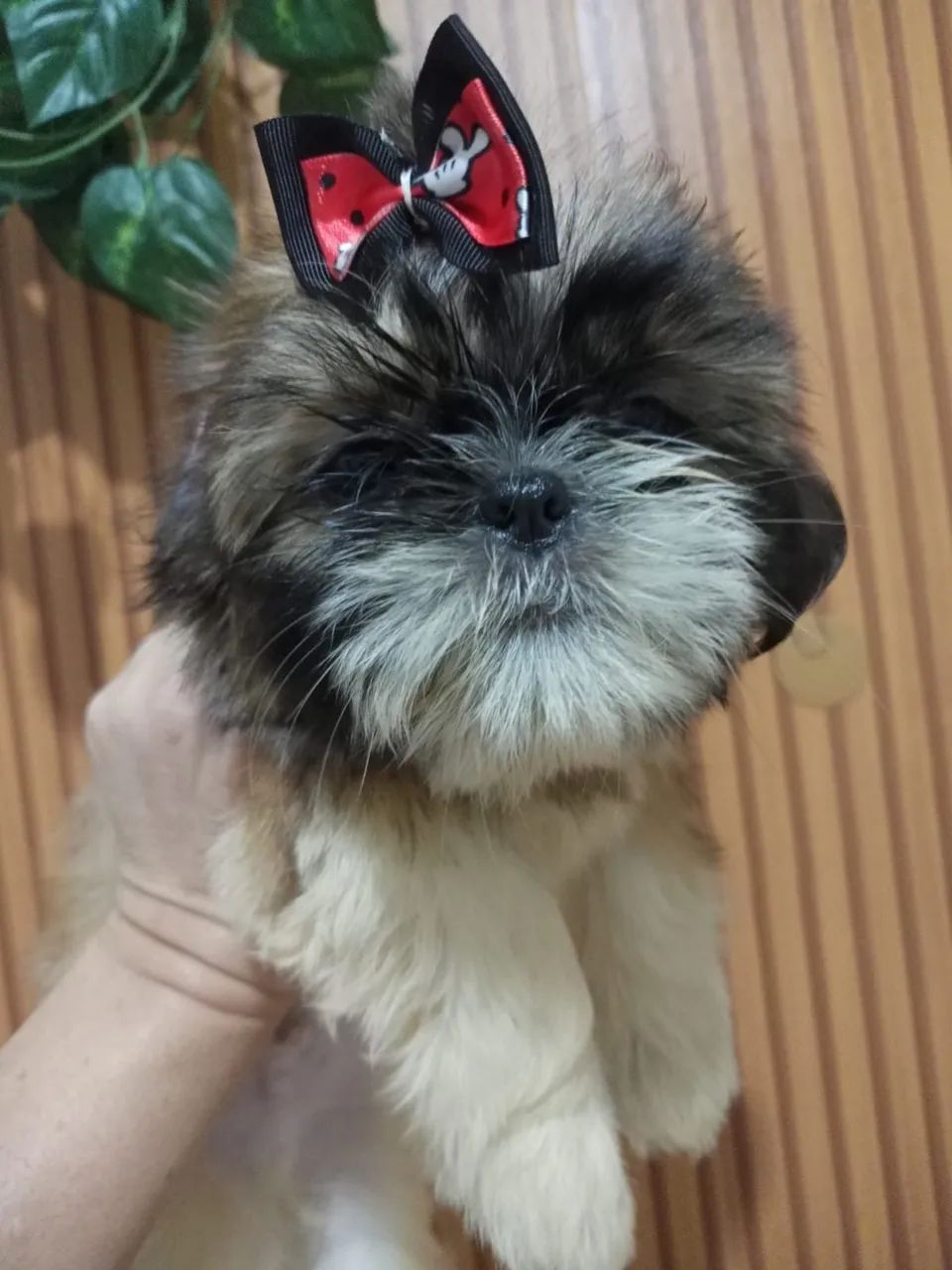 Shih tzu - Foto 3