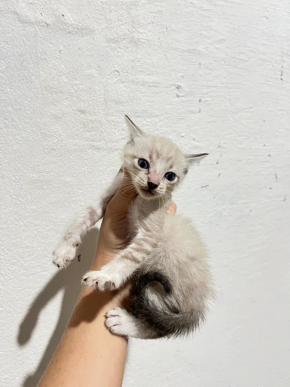 Gatinhos para adoção  - Foto 4