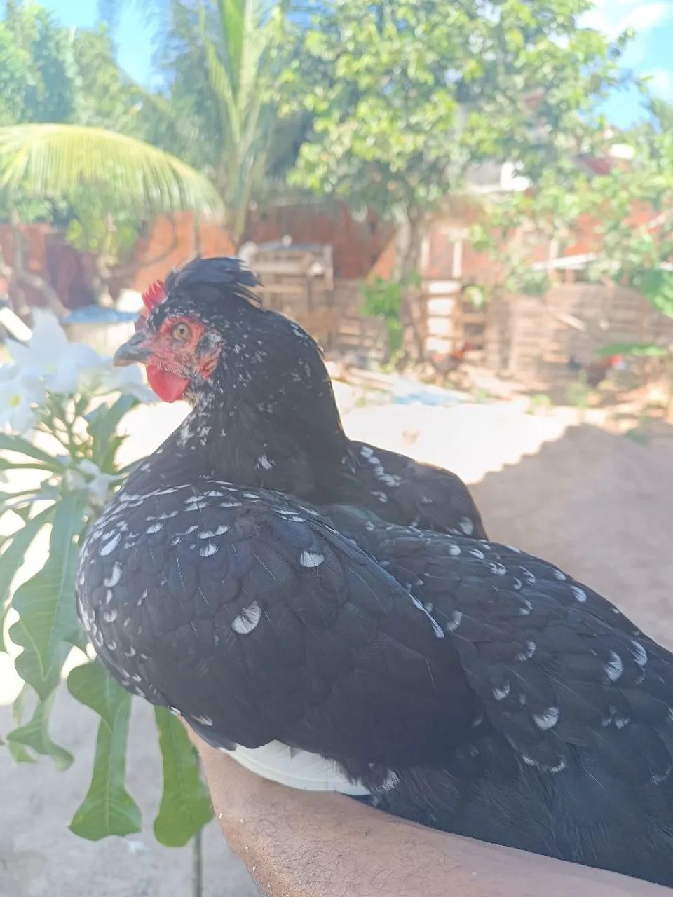 Ovos férteis Galinha GSB. Aves de alto padrão. - Foto 3