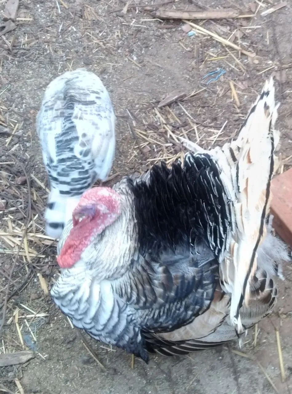 Peru fêmeas e machos já adultos