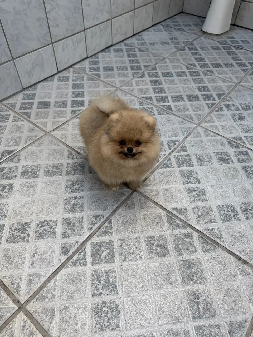 Venda de Spitz Alemão  - Foto 2