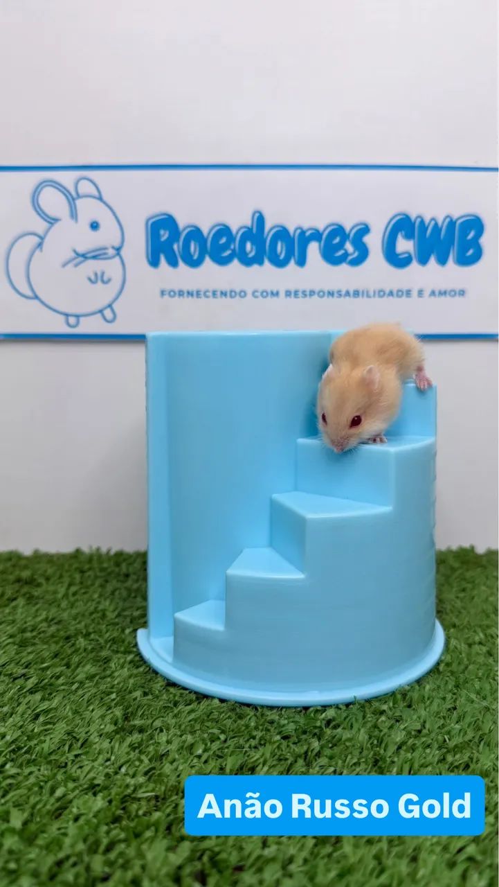 Hamster Anão russo e Sírio (Roedores CWB)  - Foto 5