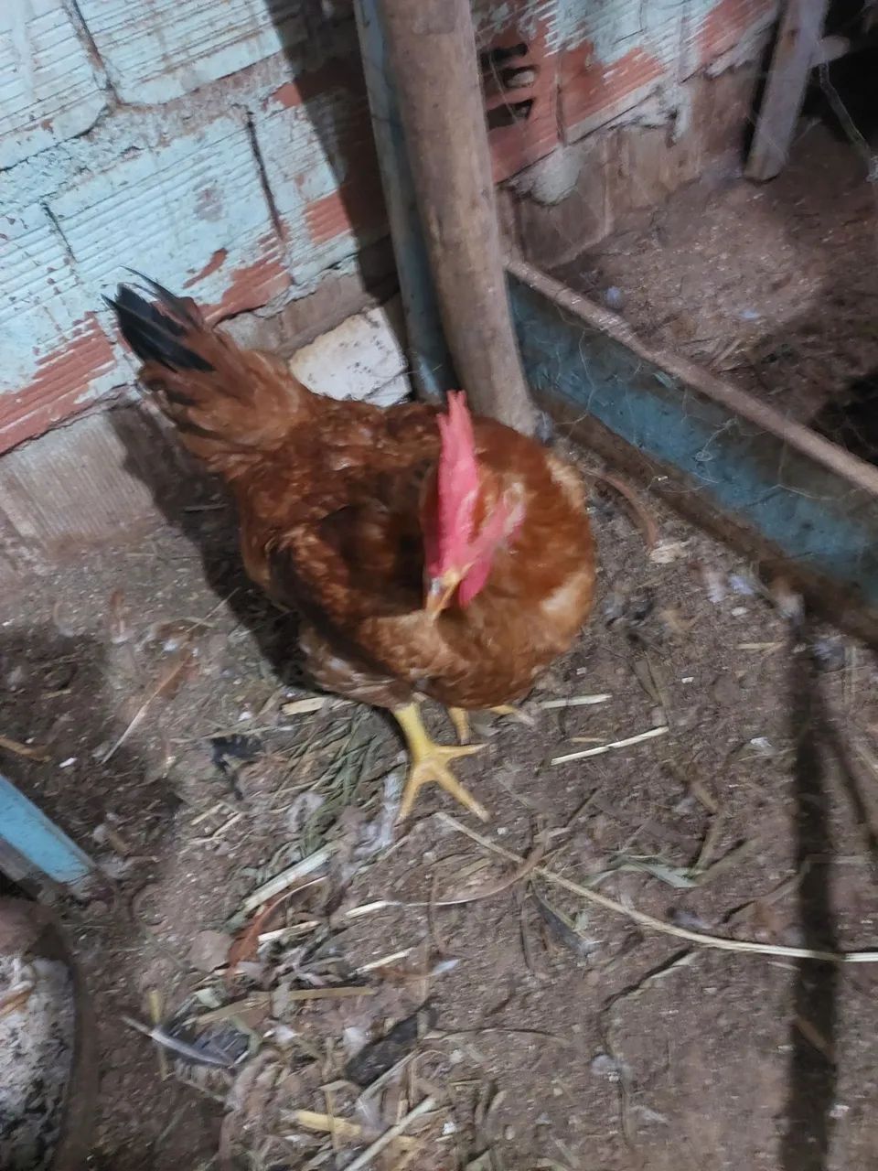 Frango 