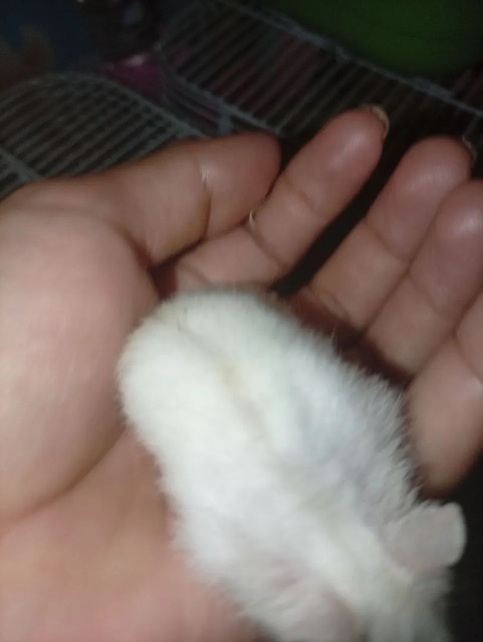 Hamster  - Foto 5