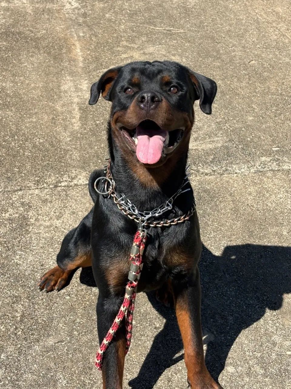 Cachorro - Foto 4