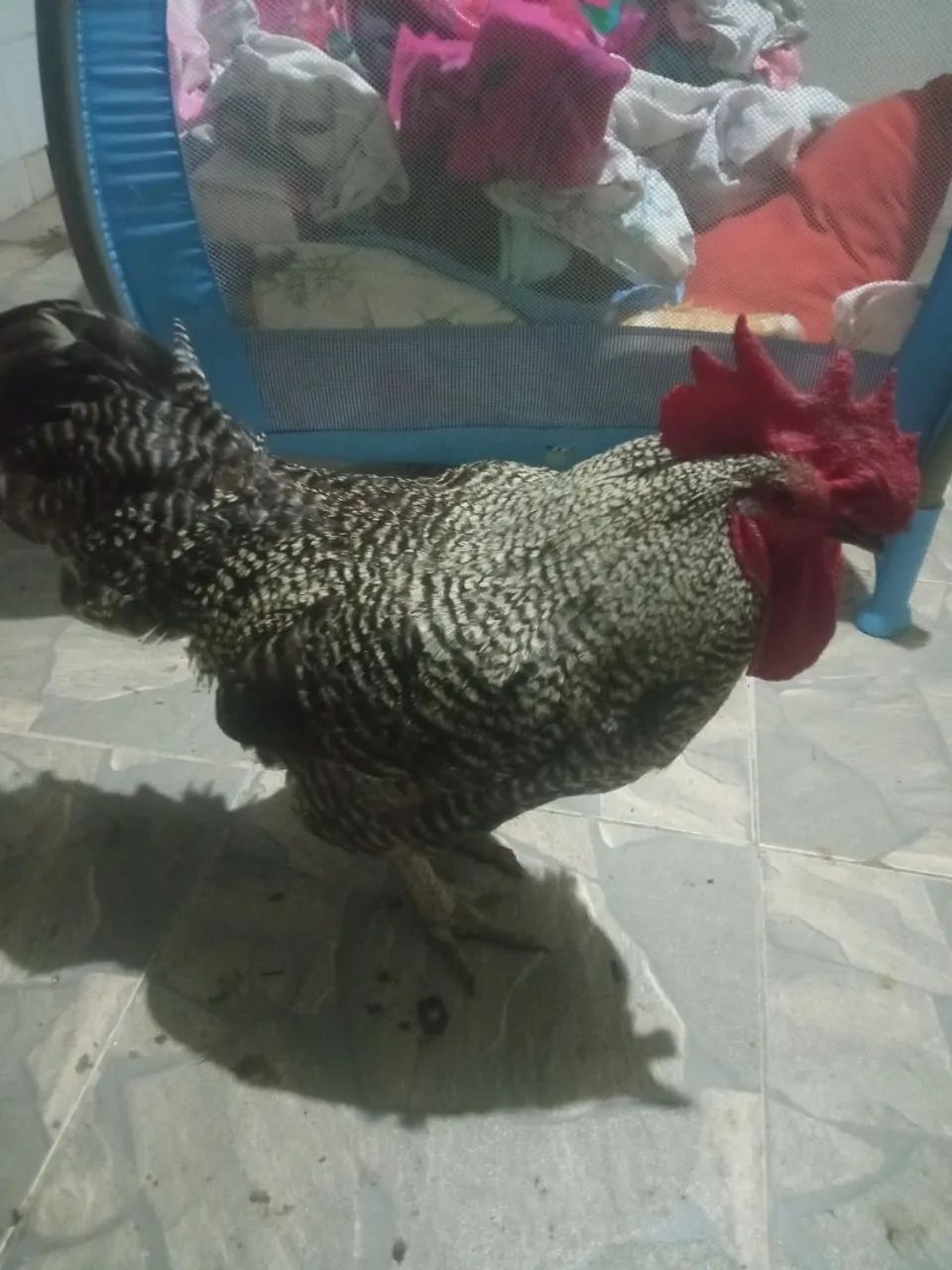 Galo carijo pedrês  - Foto 2