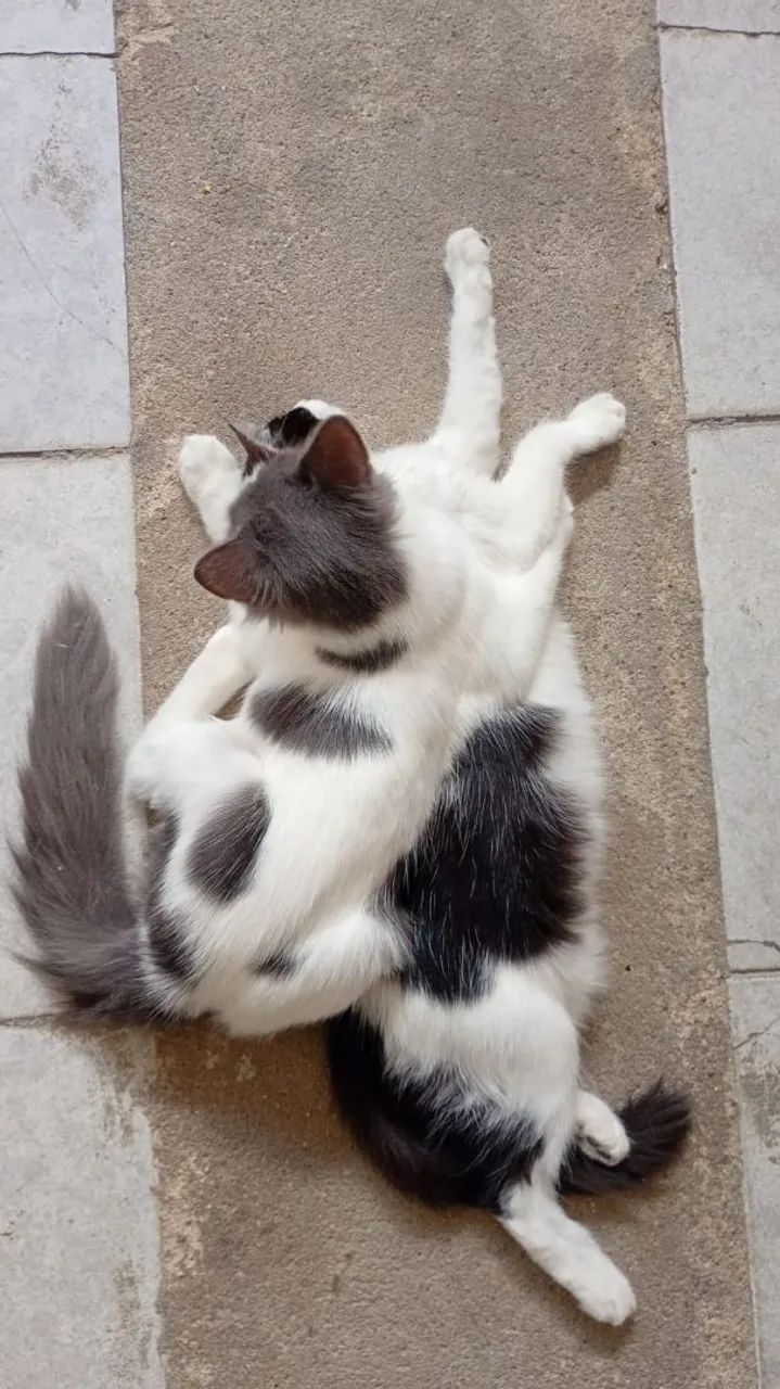 Duas gatinhas  - Foto 5