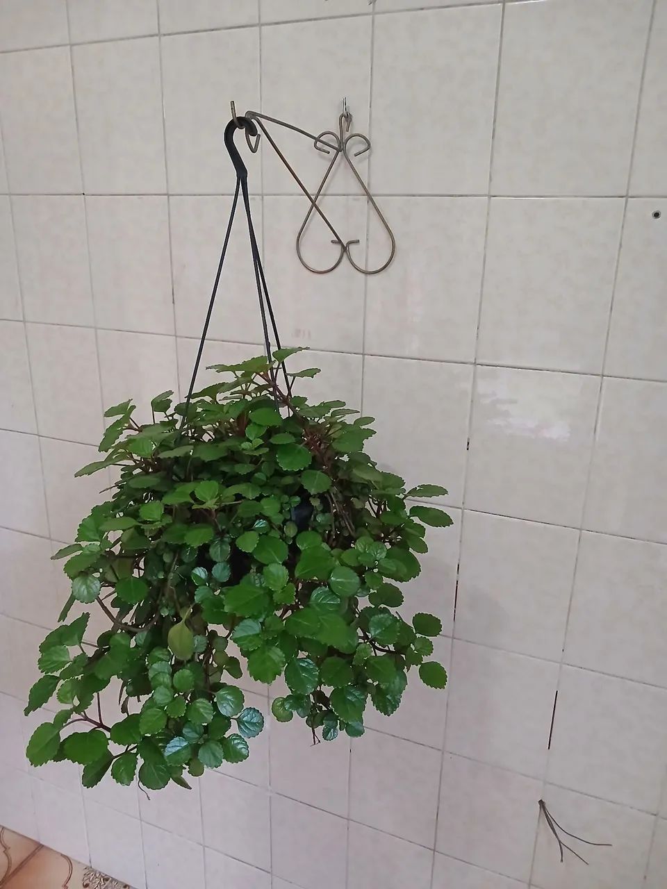 Planta da Prosperidade (Dólar) - Foto 4