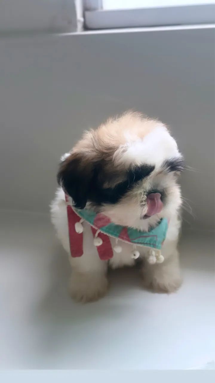 Shihtzu - Foto 5