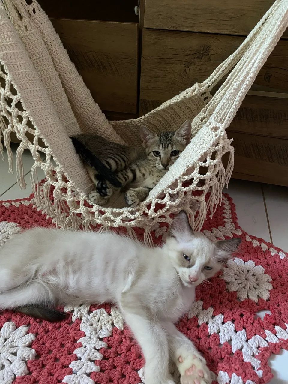 Gatinhos para doação 