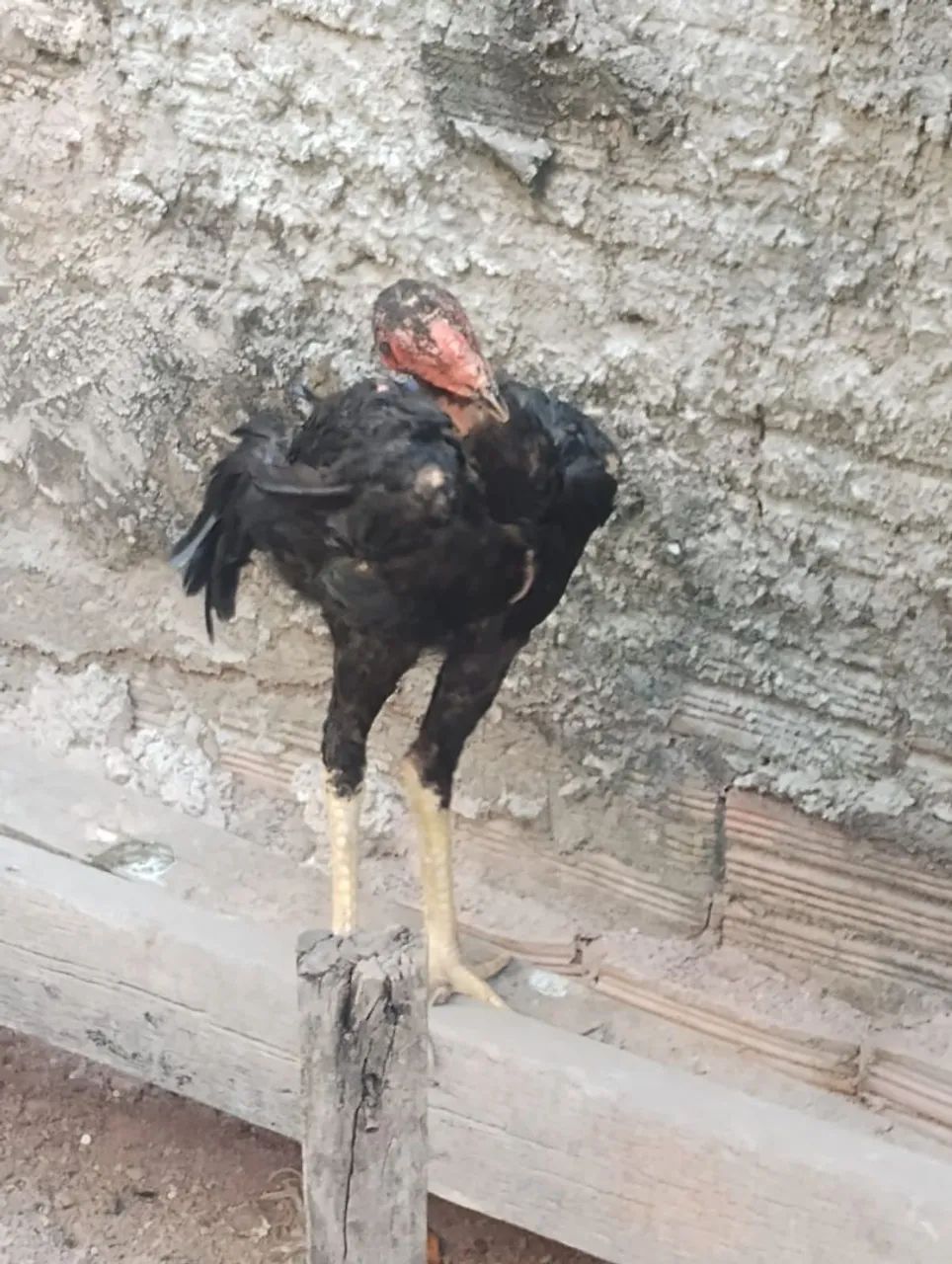 Frango - Foto 2