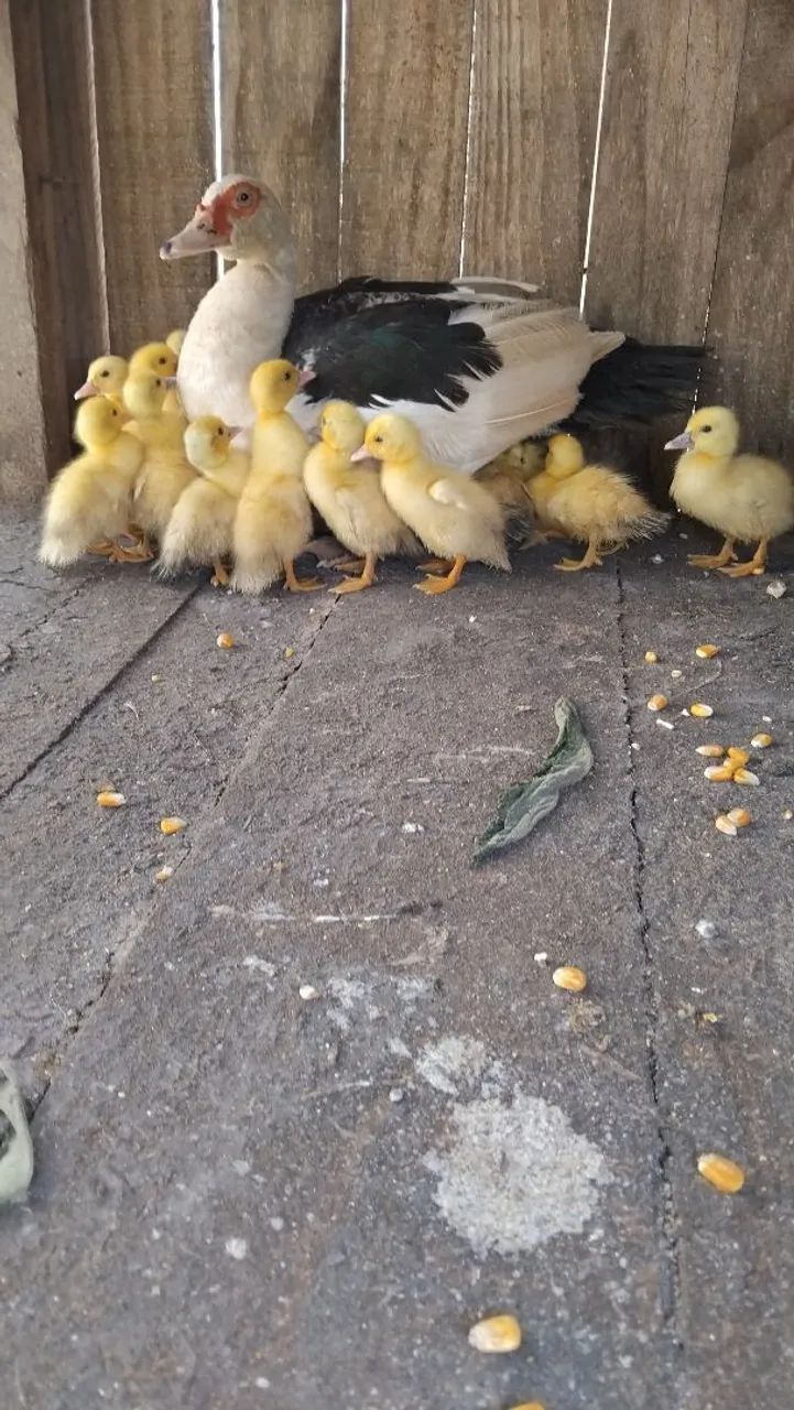 Patinhos  - Foto 4