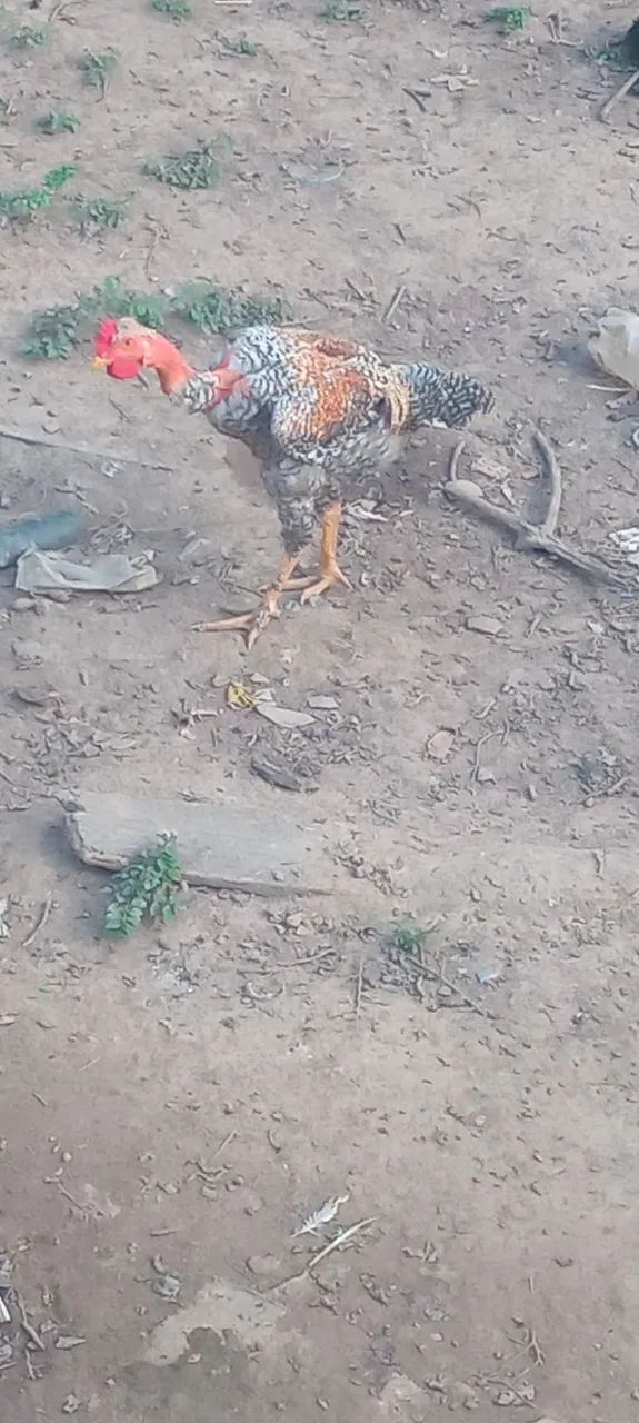Vendo esse frango  - Foto 2
