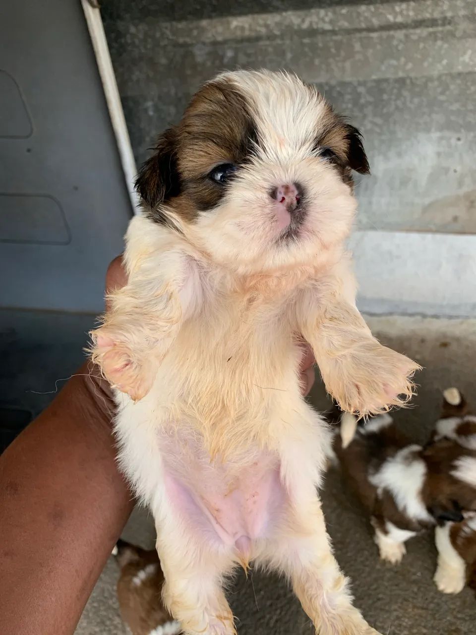 SHIH TZU LINHAGEM PEQUENA - Foto 6