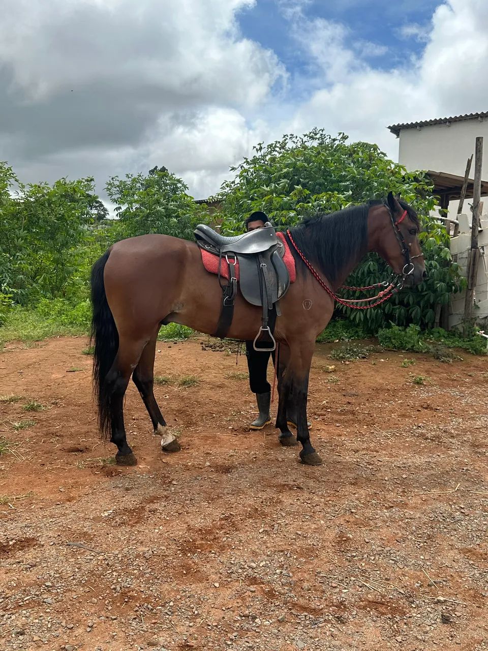 Vendo cavalo mangalarga marchador  - Foto 2