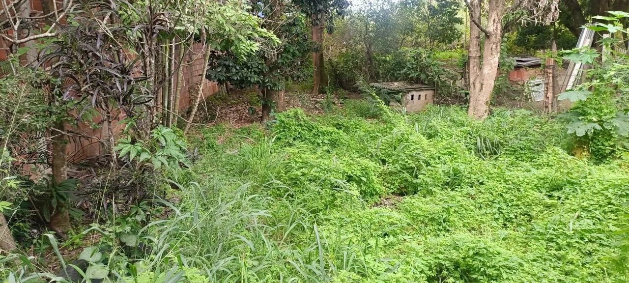 Faço capina e limpeza de quintal - Foto 2
