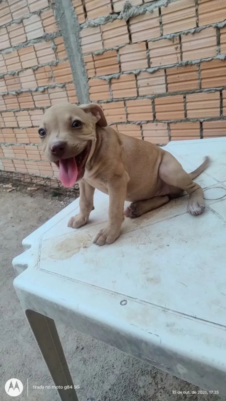 Filhotes de Pitbull puro - Foto 2