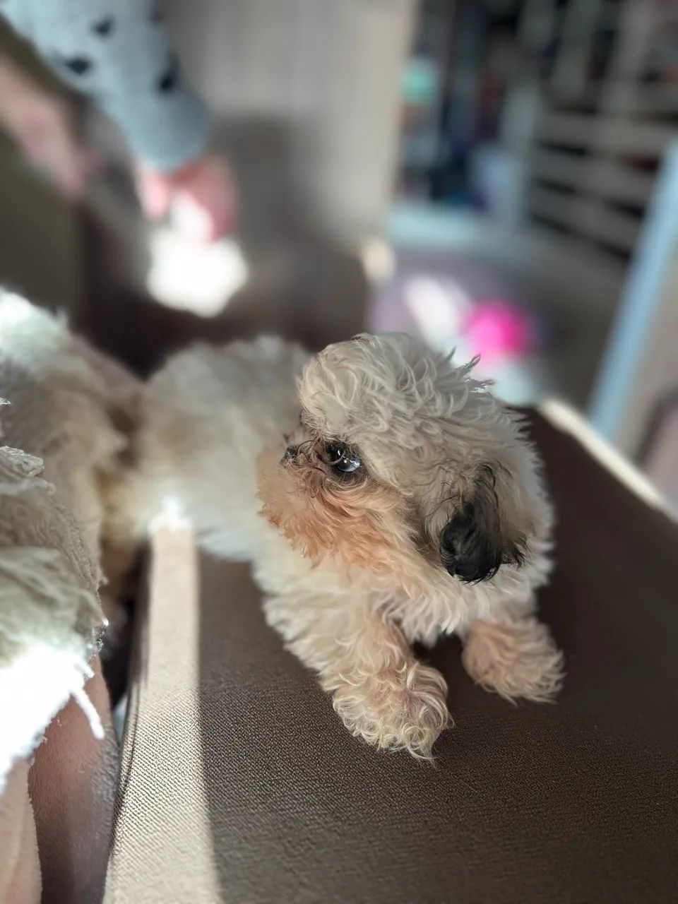 Fêmea de shih tuz micro - Foto 4