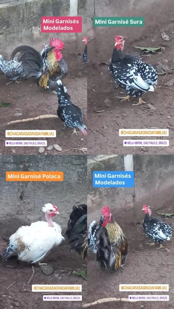 Galinha Mini Garnisé Modelado - Foto 2