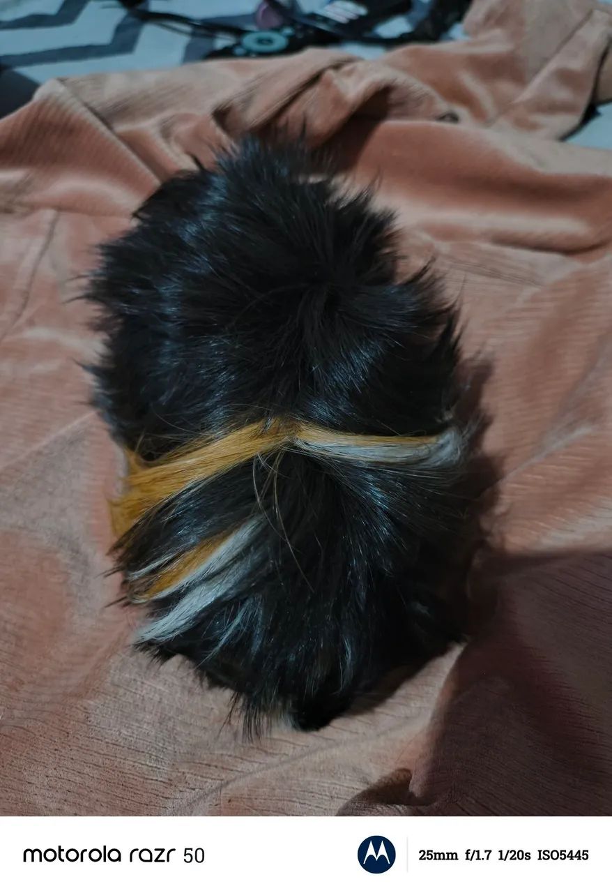 Vendo porquinhos da índia peruanos  - Foto 4