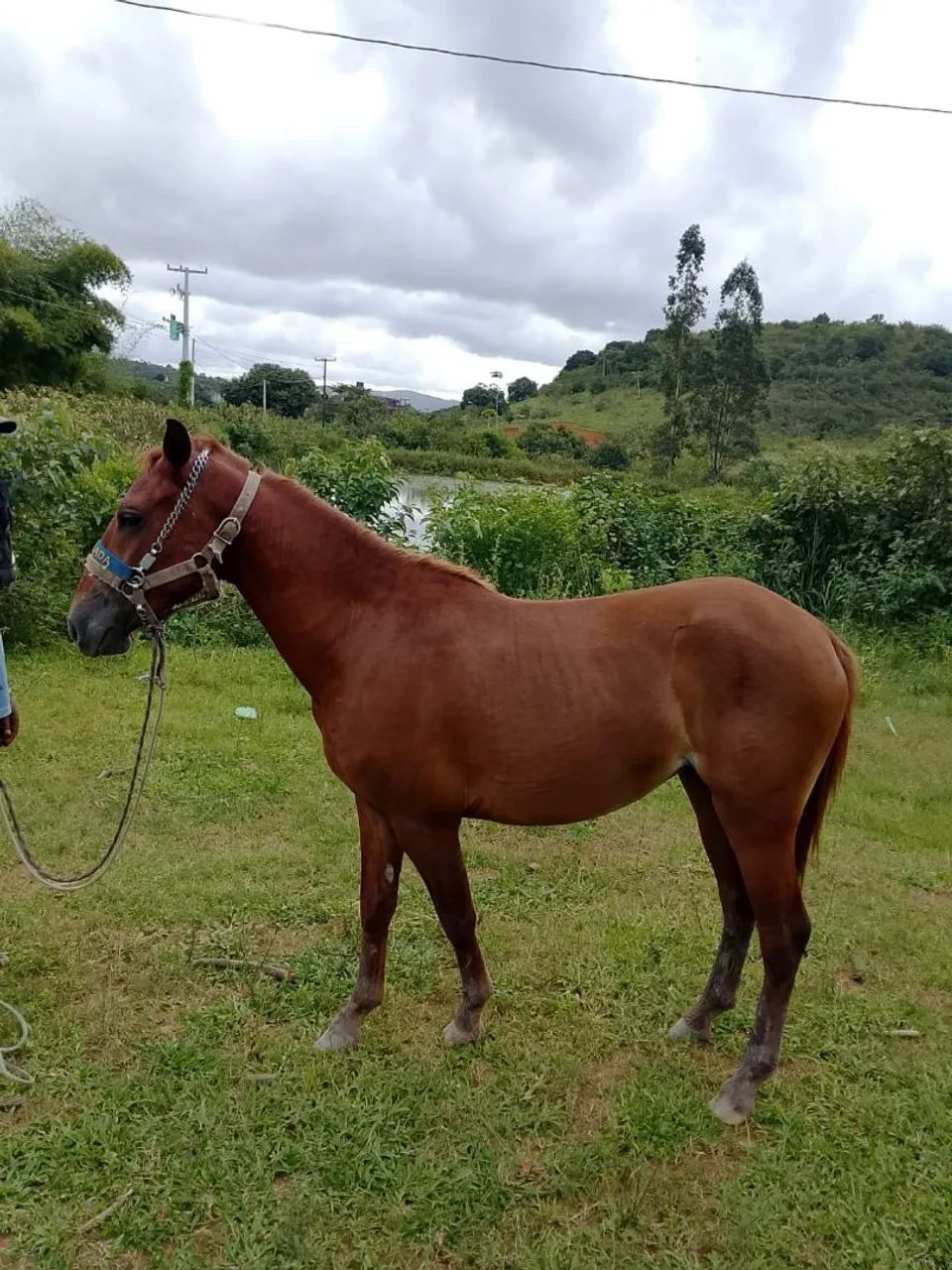 Potra - Foto 2