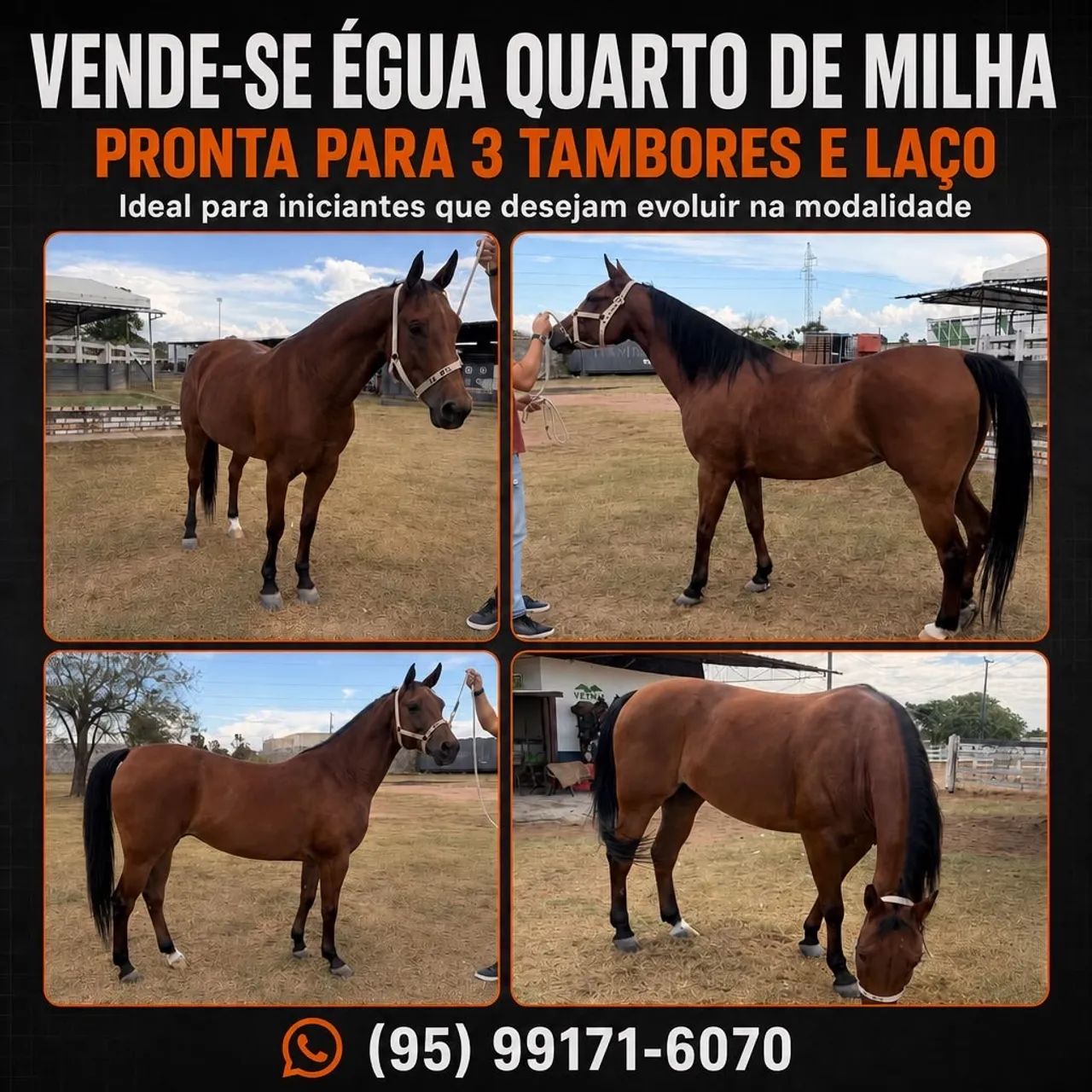 Vende-se égua Quarto de Milha