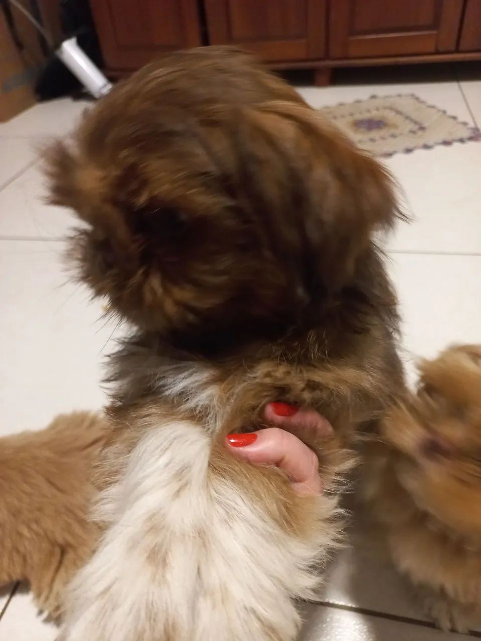 Shitzu figado macho  - Foto 4