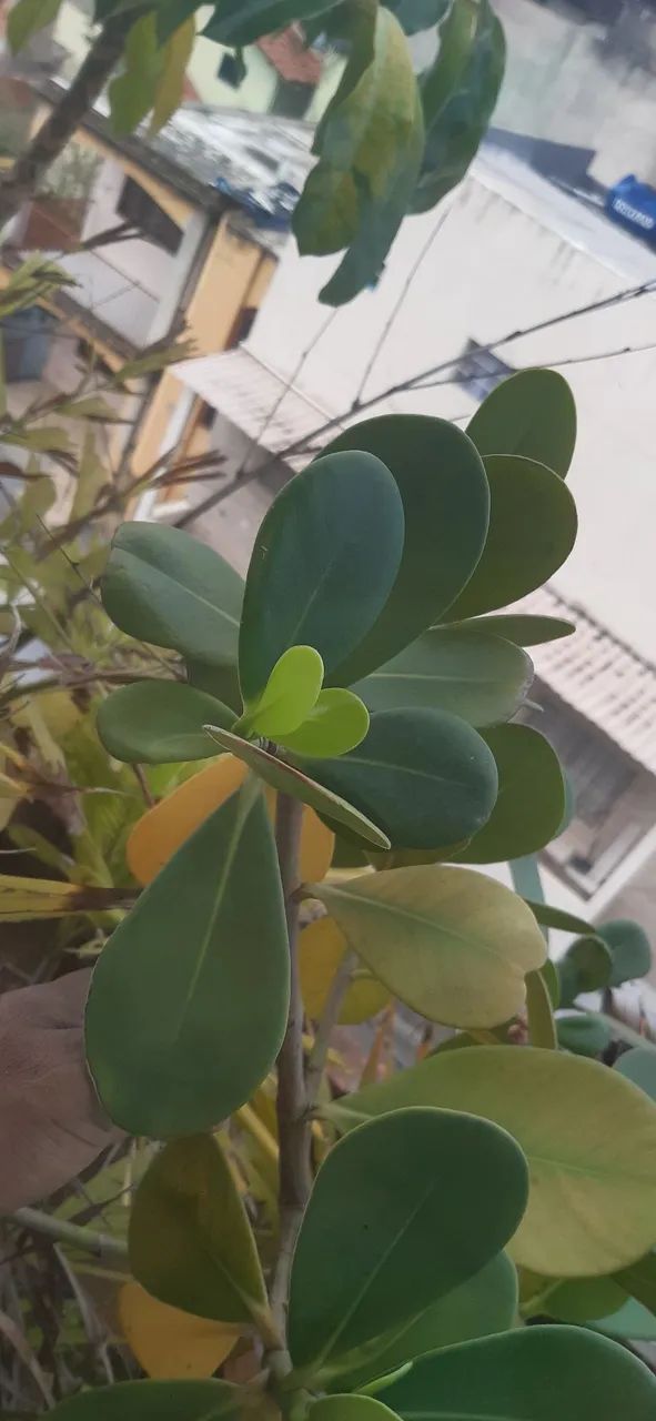 Planta  Clúsia (Clusia fluminensis) - Foto 4