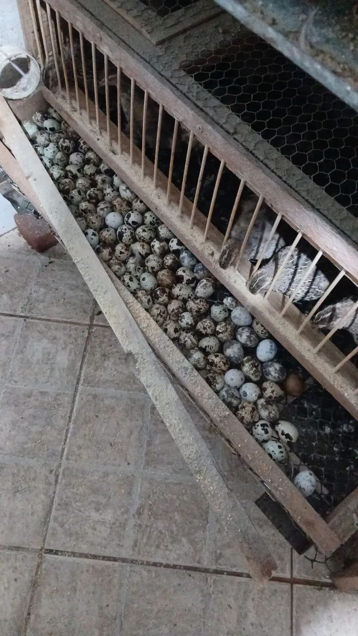 Criação de codornas com gaiola
