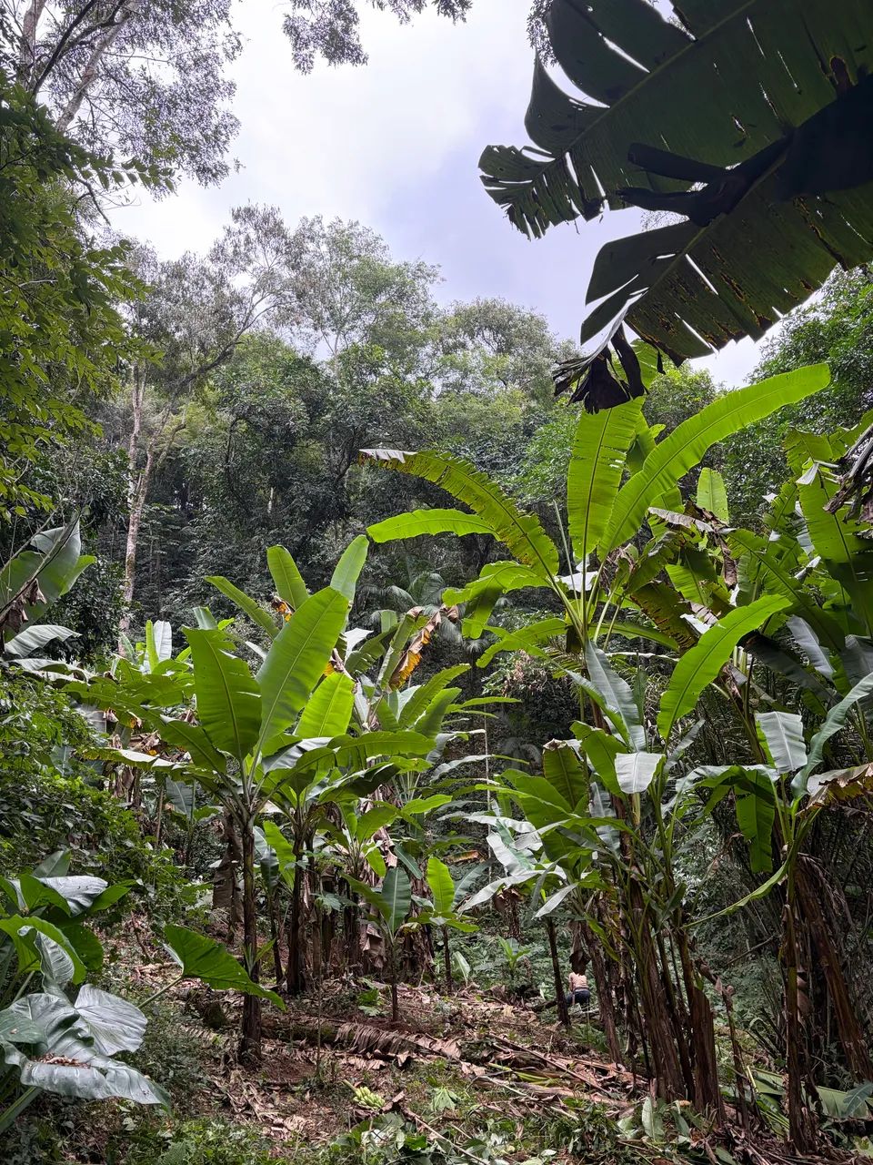 VENDE-SE SÍTIO BANANEIRAS  - Foto 5