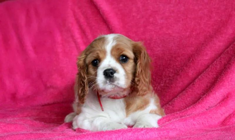 Filhotes de Cavalier King Charles com procedência