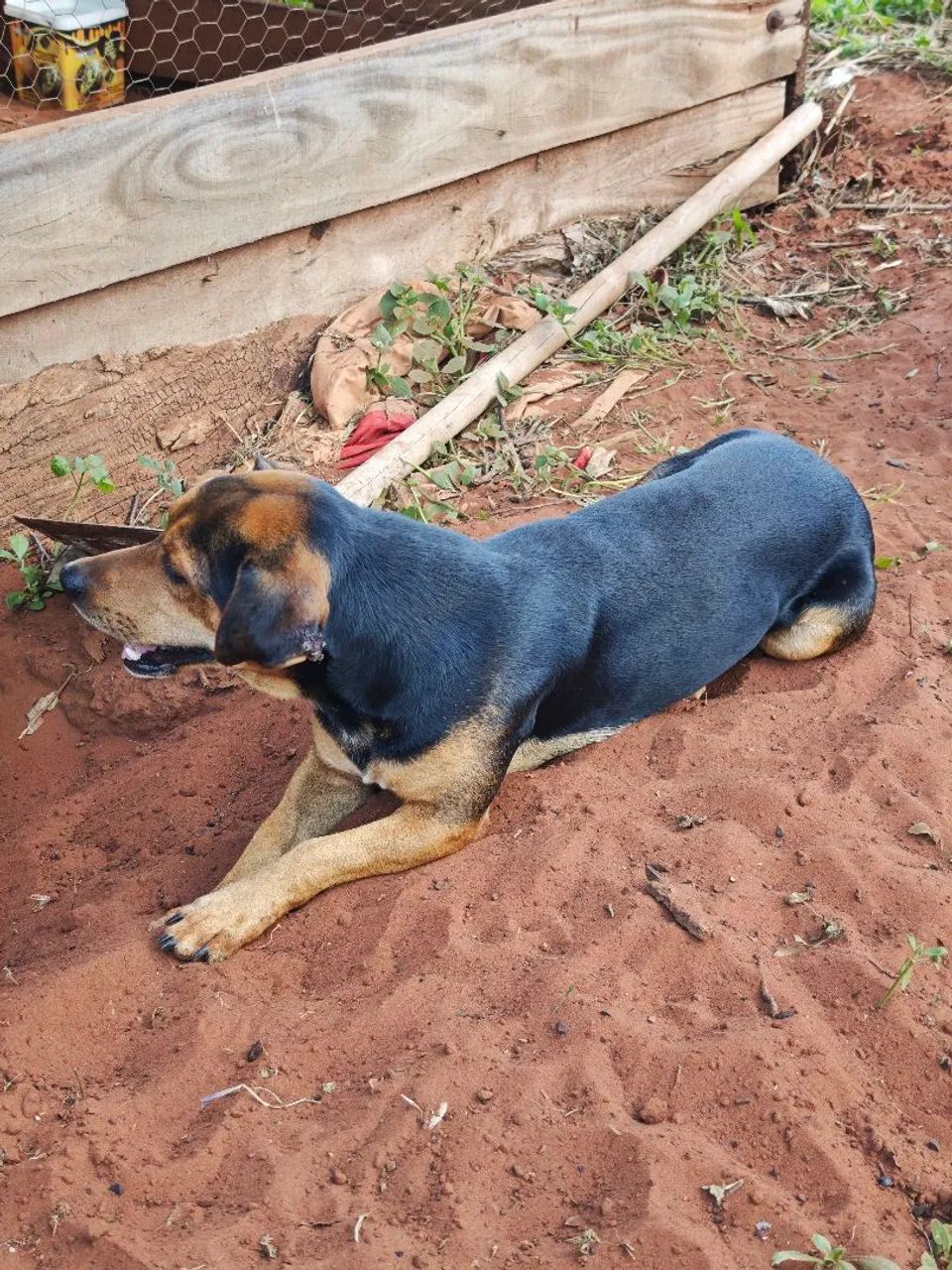 Cachorro  - Foto 3