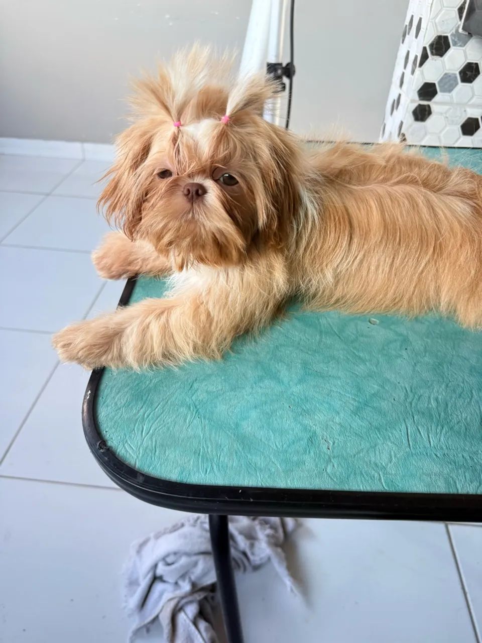 Animais - Foto 3