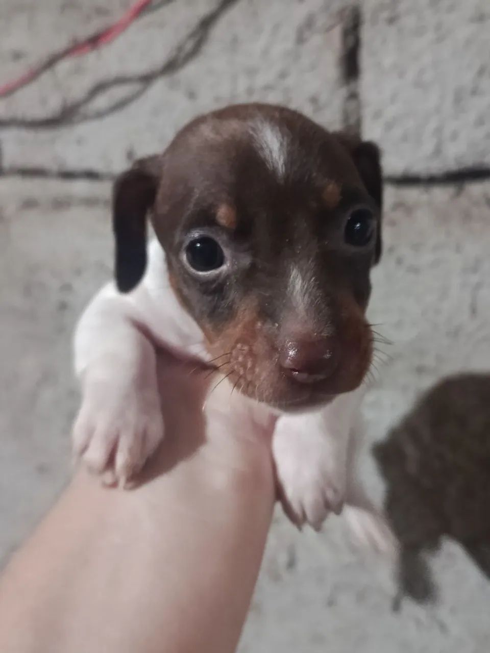 Pincher machinho - Foto 2