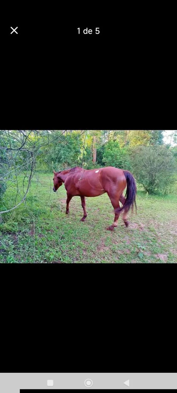 Cavalo para doação 